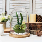 Glass Dome , Cloche Bell Jar Display - 6 x 9 inch